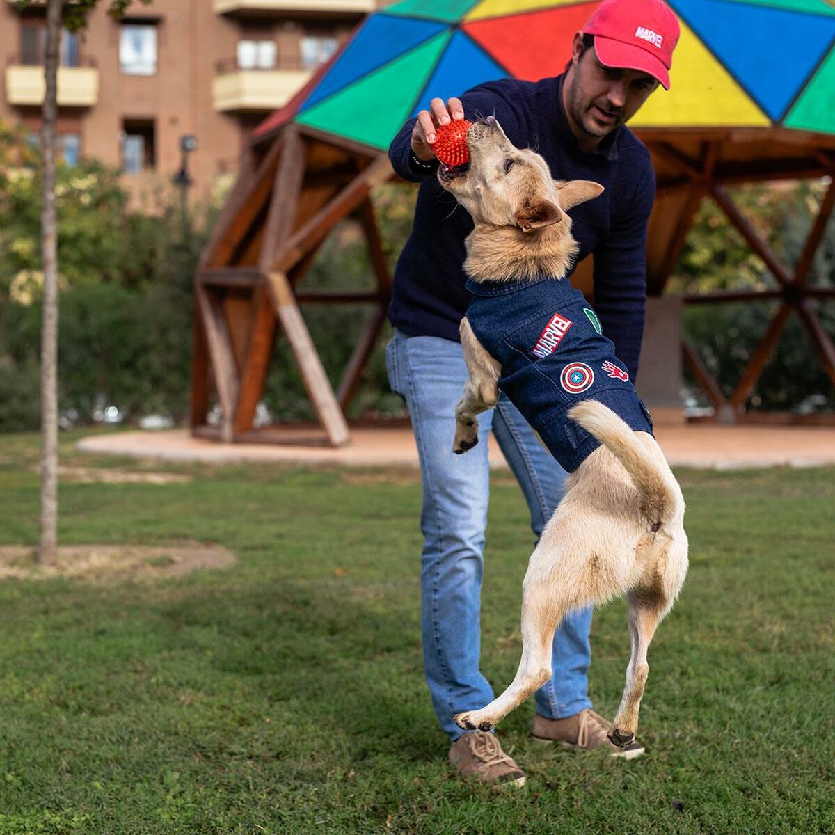 Chaqueta para Perro Marvel Azul S