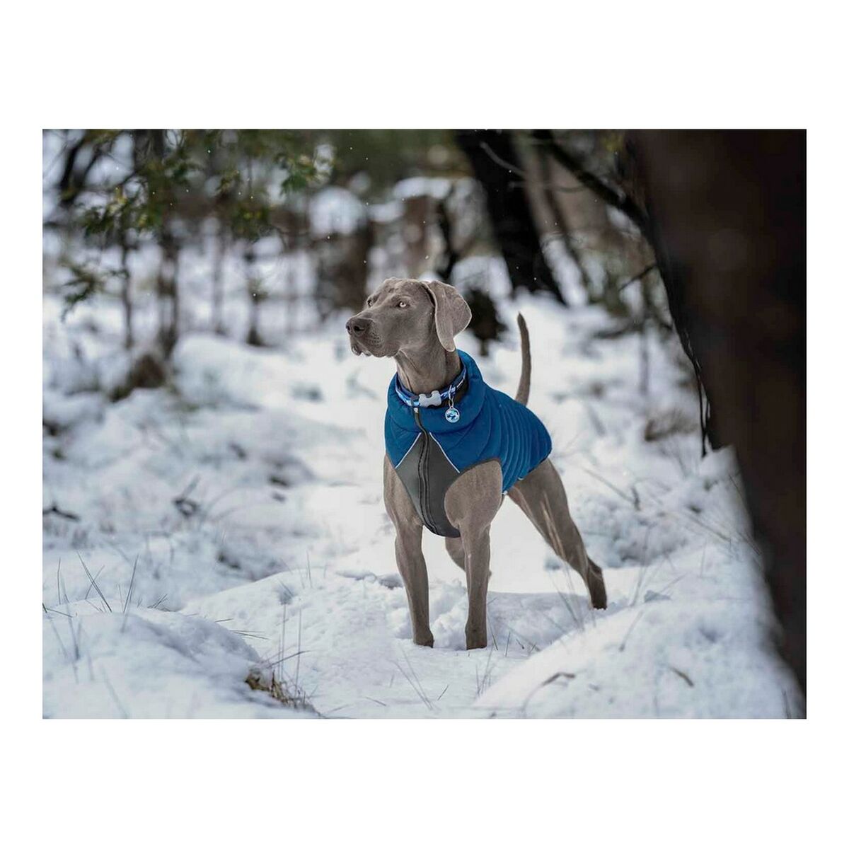 Dog Coat Red Dingo Puffer Turquoise 30 cm