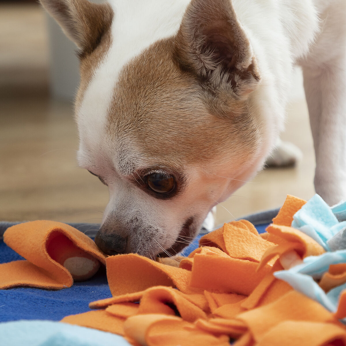 Alfombra Olfativa para Mascotas Fooland InnovaGoods